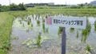 斎宮のハナショウブ群落