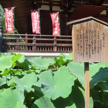 大賀ハスの説明