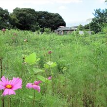 赤山城趾（陣屋跡）に住宅と野菜畑にあり、コスモスの花が咲く