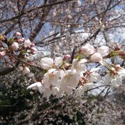 桜を眺めながら散策