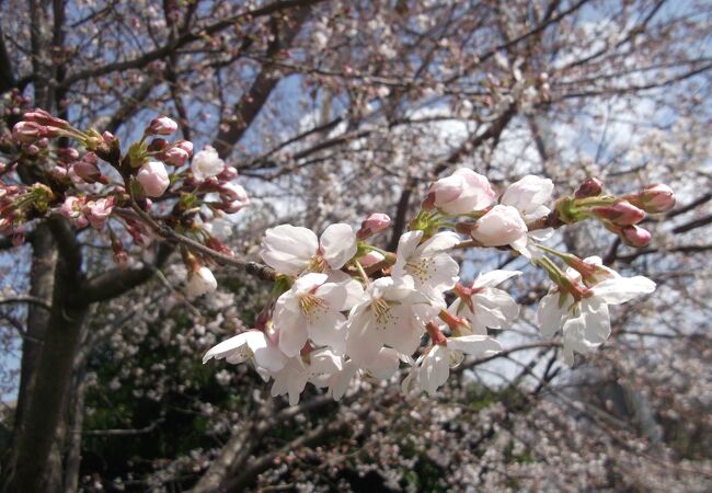 桜を眺めながら散策