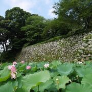 ハスの花が咲きます。