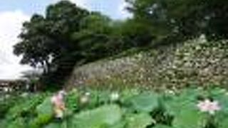 ハスの花が咲きます。