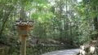 木々に囲まれて涼しい〜！