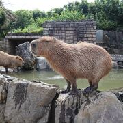 動物とサボテンを楽しめる公園