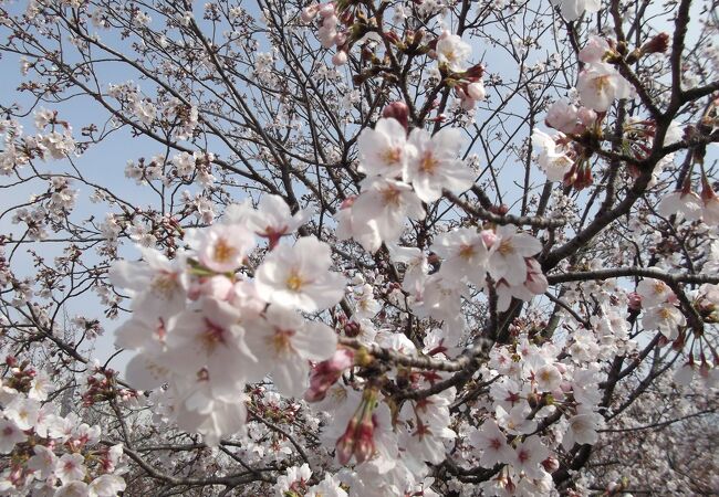 亥鼻公園 クチコミ アクセス 営業時間 千葉市 フォートラベル