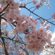 3月上旬、伊豆高原駅前は桜並木です