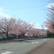 伊豆高原駅前の桜並木