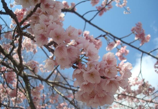 3月上旬、伊豆高原駅前は桜並木です