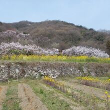 田尻町 あんずの里