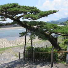 堰堤から河原に降りる階段横にあります