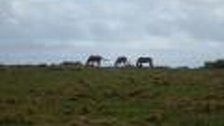 与那国馬が放牧されている岬