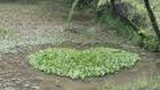 本場奄美大島紬泥染公園♪