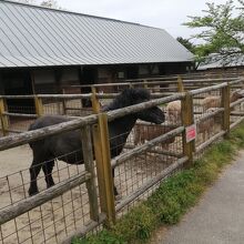 有料でエサやり可。乗馬もできる。