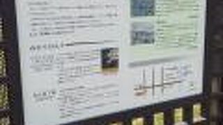 セミが鳴きまくっていました