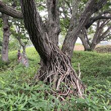 意味無く、ちょっとビビッてます