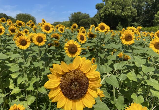 長居植物園 クチコミ アクセス 営業時間 住吉 平野 フォートラベル