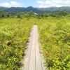 ひるがの湿原植物園