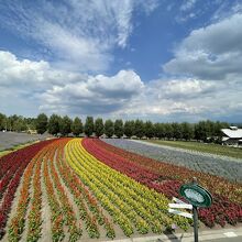 ラベンダーの旬は終了