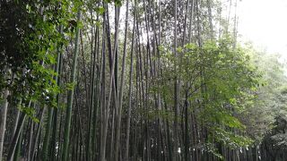 猛暑まっさかりでしたが、心地よい風を感じながら、散策しました