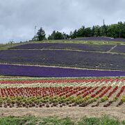 綺麗なラベンダー！