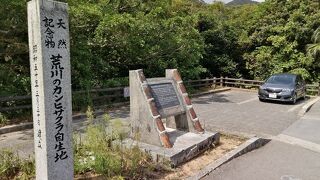 見頃は1月後半～2月