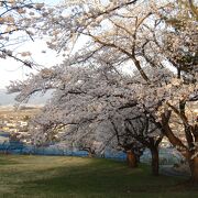 桜の名所