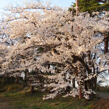 ちょうど桜の時期でした