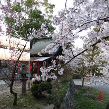 桜がきれいに咲いていました