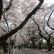 桜の名所でもある