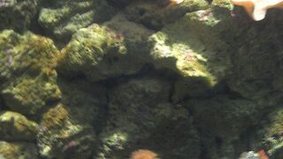 かなりマニアック