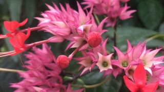 シンガポール植物園