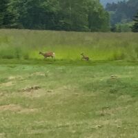 サファリカートツアーで親子のシカに出会いました。