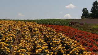 入場無料で広大な敷地の花壇を満喫