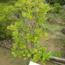 色々なツツジが植栽されていて開花時期も観たくなりました