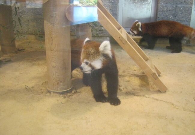 武生 鯖江の動物園 クチコミ人気ランキング フォートラベル 福井県