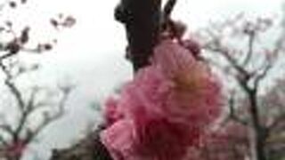 ちょっと遅かった