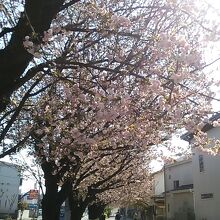 桜の時期でも人がわりと少なめなのでゆったり花見ウォーキング