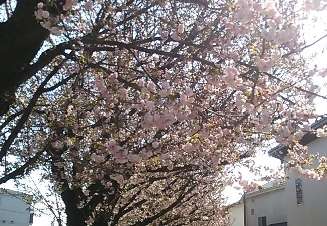 春先はゆったり桜を見ながらどこまでも花見ウォーキングを楽しめます