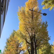 色づき完了まであと少し