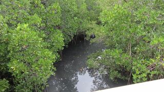 仲間川で見ました