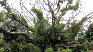 一見の価値がありました。