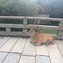 奈良の鹿