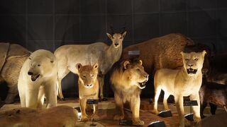 壮大な地球の歴史と最後は日本人のルーツ