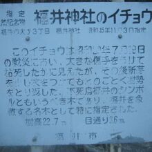 大イチョウの解説はこちらで。