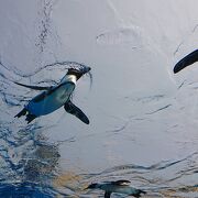 ペンギンをゆっくりと見ることができて大変面白かった