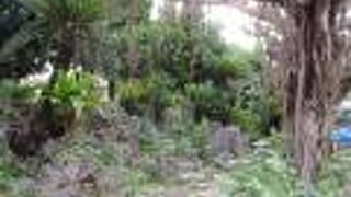 ガジュマルはすごい