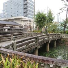 綺麗な池ではないですね