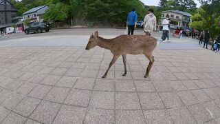日本三景の一つ　宮島