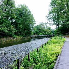 わさび田を流れる湧水の川